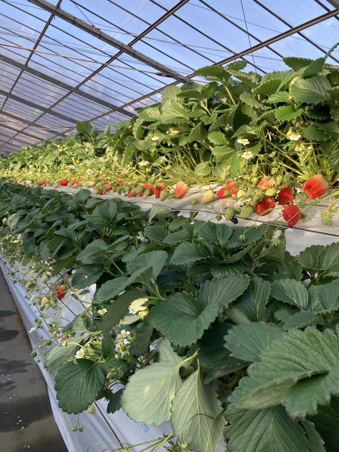 アンデルセンいちご農園