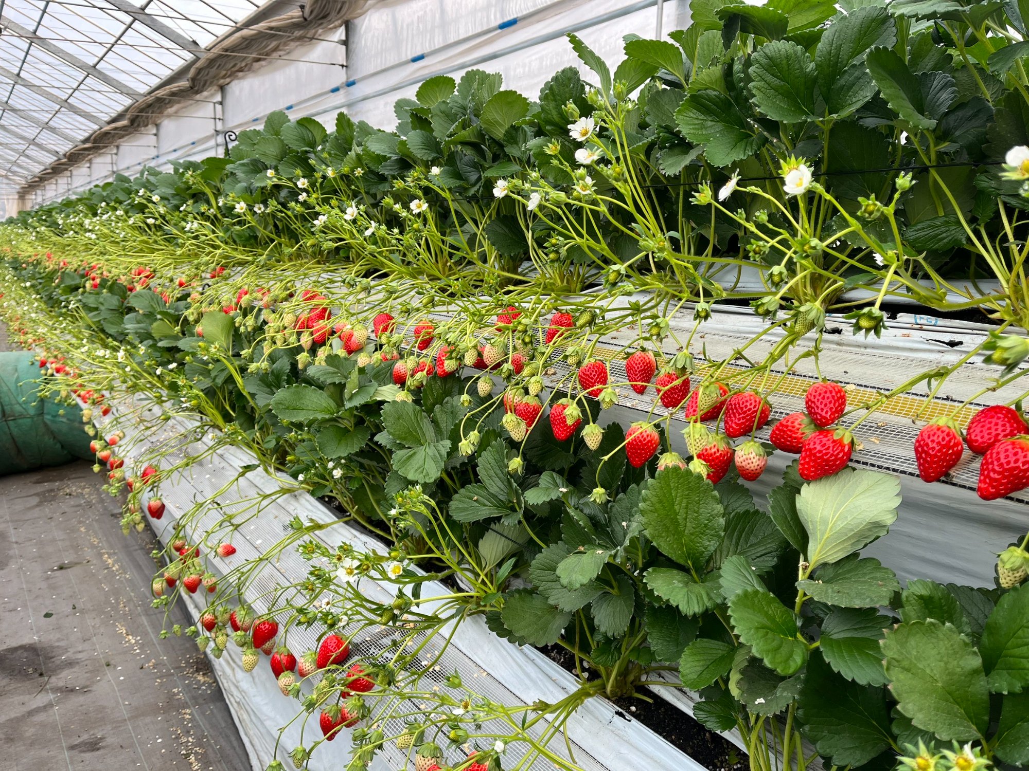 狭山ベリーランド